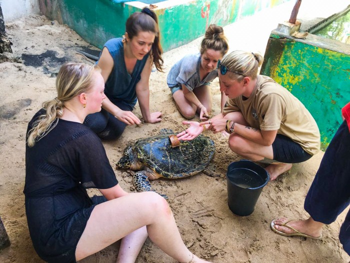 【スリランカ – アンバランゴダ】ウミガメ保護プログラム