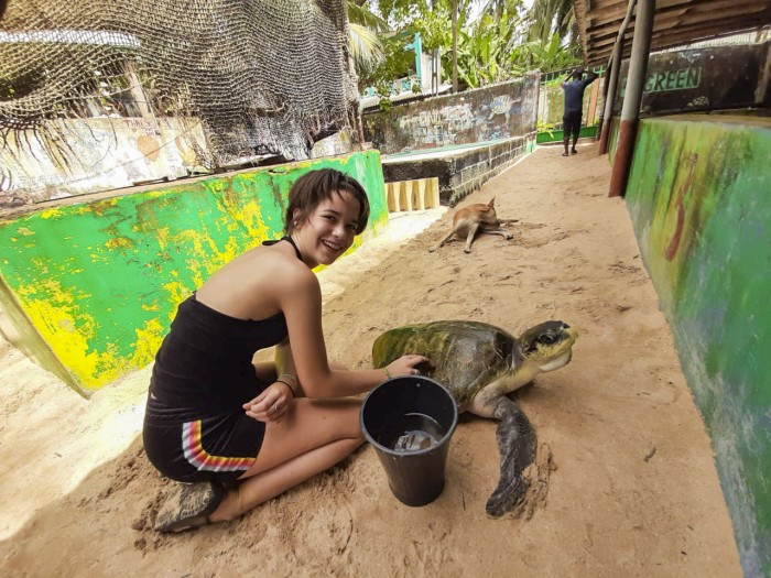 【スリランカ – アンバランゴダ】ウミガメ保護プログラム