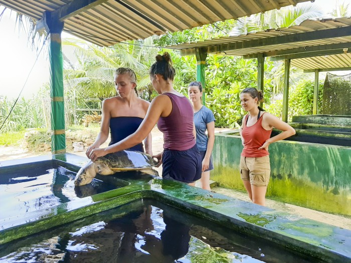 【スリランカ – アンバランゴダ】ウミガメ保護プログラム