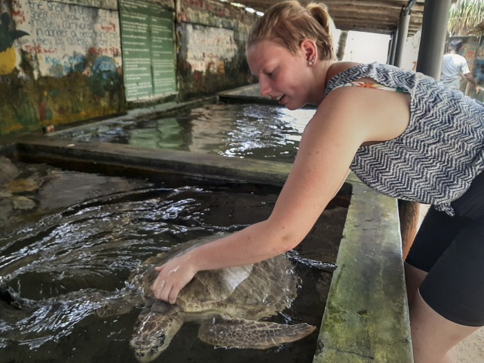 【スリランカ – アンバランゴダ】ウミガメ保護プログラム