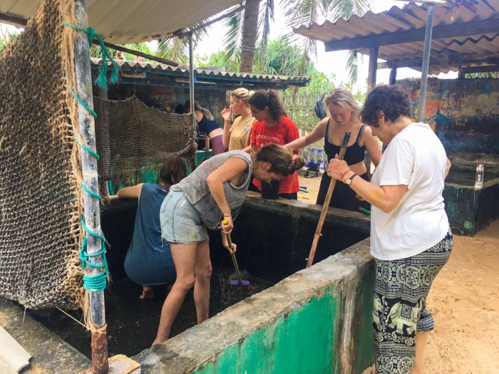 【スリランカ – アンバランゴダ】ウミガメ保護プログラム