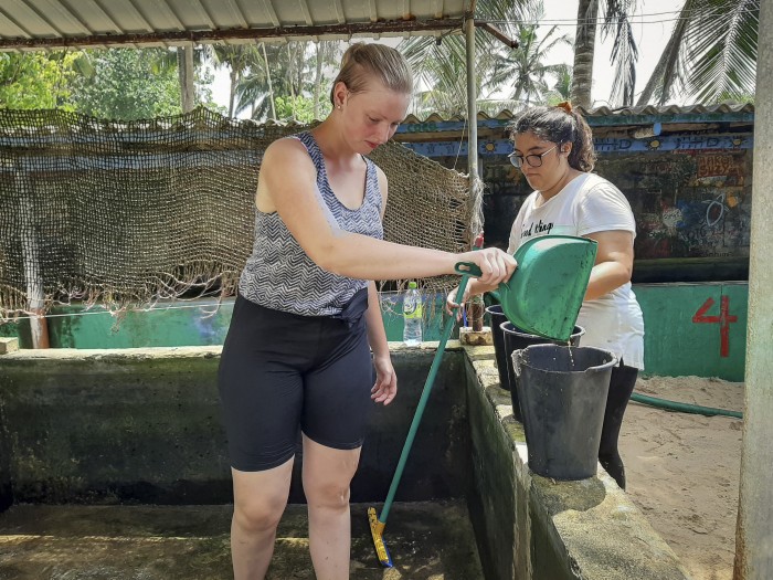 【スリランカ – アンバランゴダ】ウミガメ保護プログラム