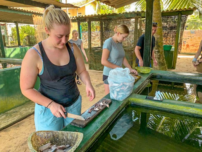 【スリランカ – アンバランゴダ】ウミガメ保護プログラム