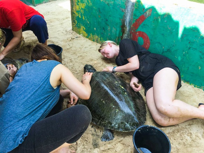 【スリランカ – アンバランゴダ】ウミガメ保護プログラム