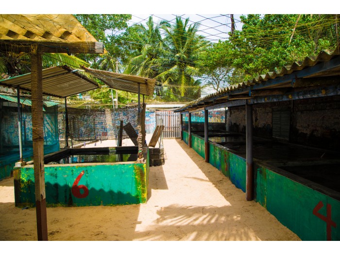 【スリランカ – アンバランゴダ】ウミガメ保護プログラム