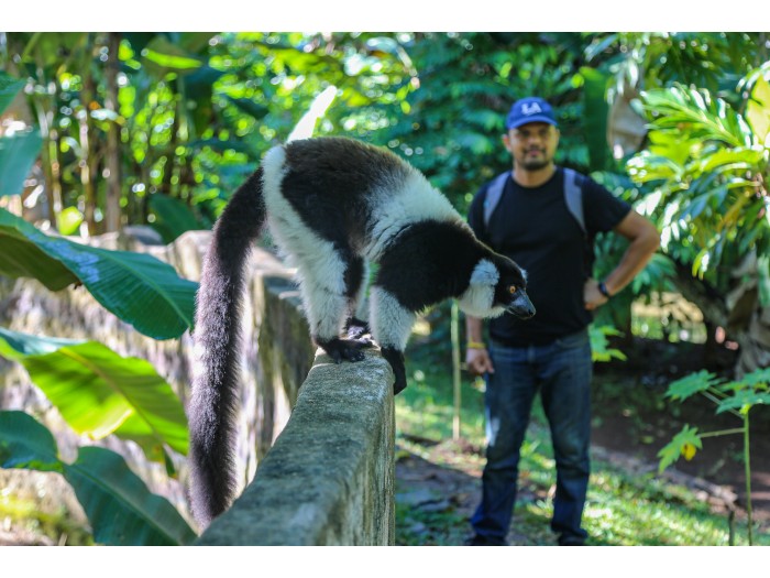 【マダガスカル】キツネザル保護プログラム