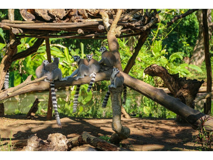 【マダガスカル】キツネザル保護プログラム