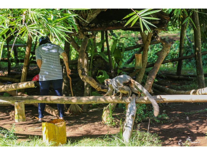 【マダガスカル】キツネザル保護プログラム