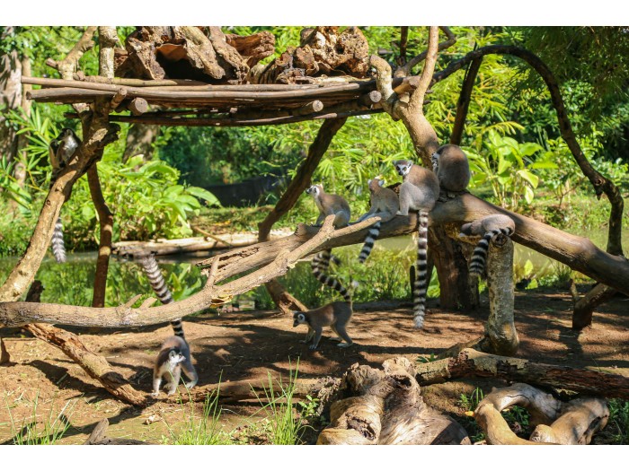 【マダガスカル】キツネザル保護プログラム