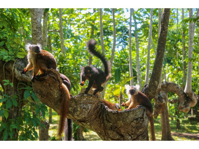 【マダガスカル】キツネザル保護プログラム