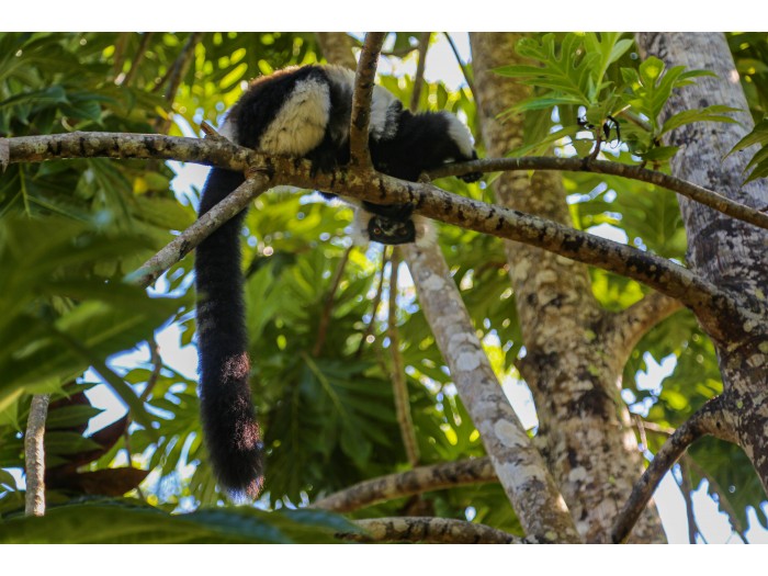 【マダガスカル】キツネザル保護プログラム