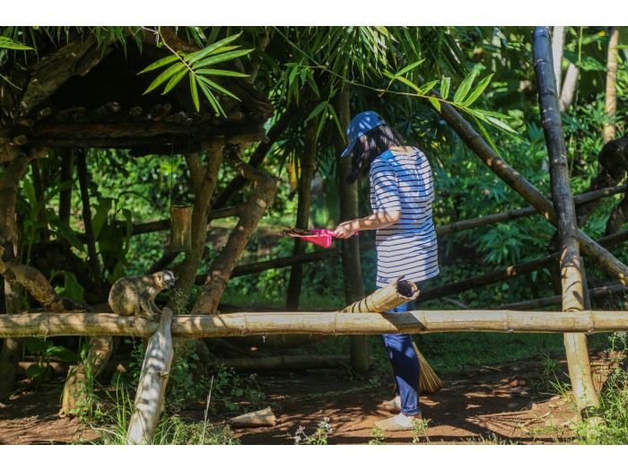 【マダガスカル】キツネザル保護プログラム