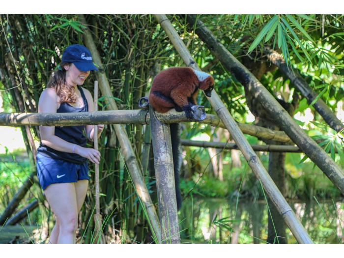 【マダガスカル】キツネザル保護プログラム