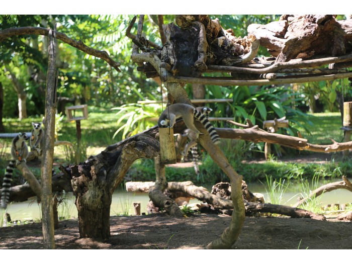 【マダガスカル】キツネザル保護プログラム