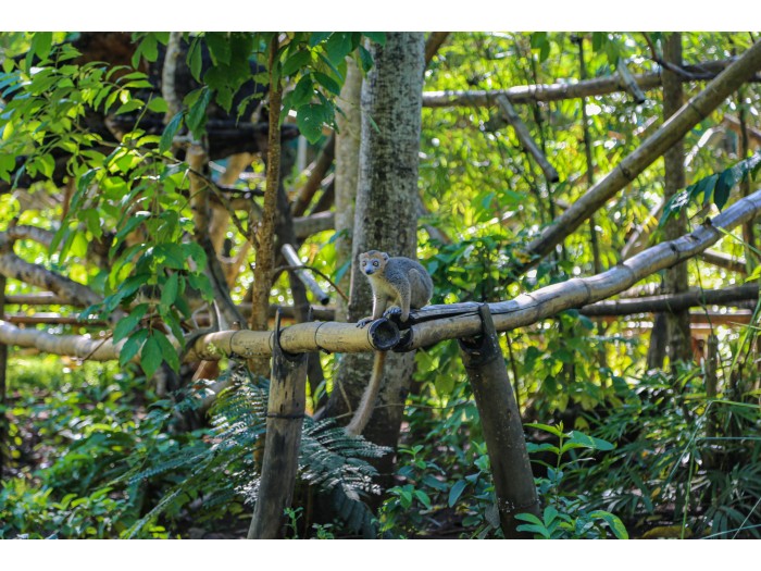 【マダガスカル】キツネザル保護プログラム