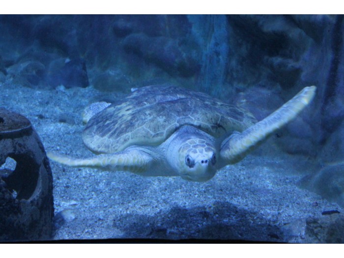 【コスタリカ】海洋動物保護プログラム