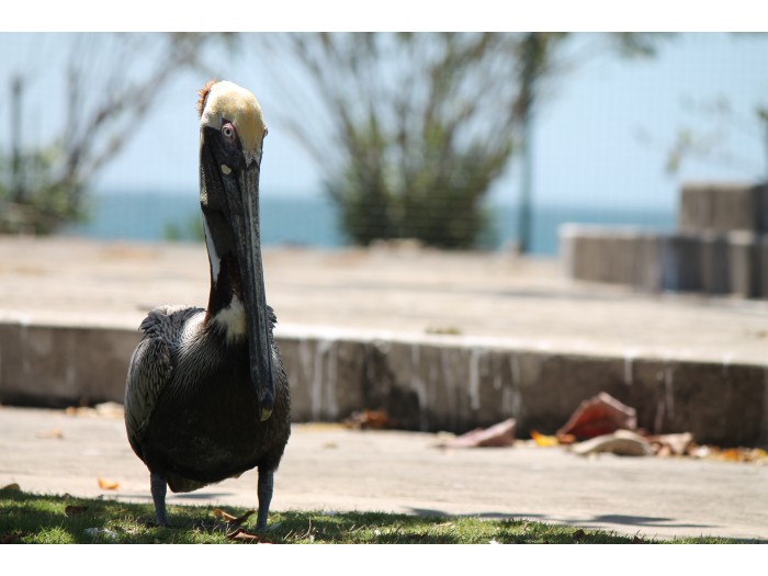 【コスタリカ】海洋動物保護プログラム