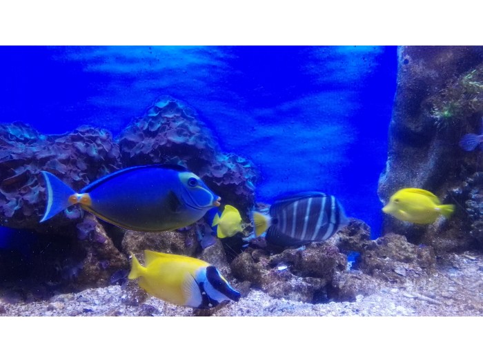 【コスタリカ】海洋動物保護プログラム