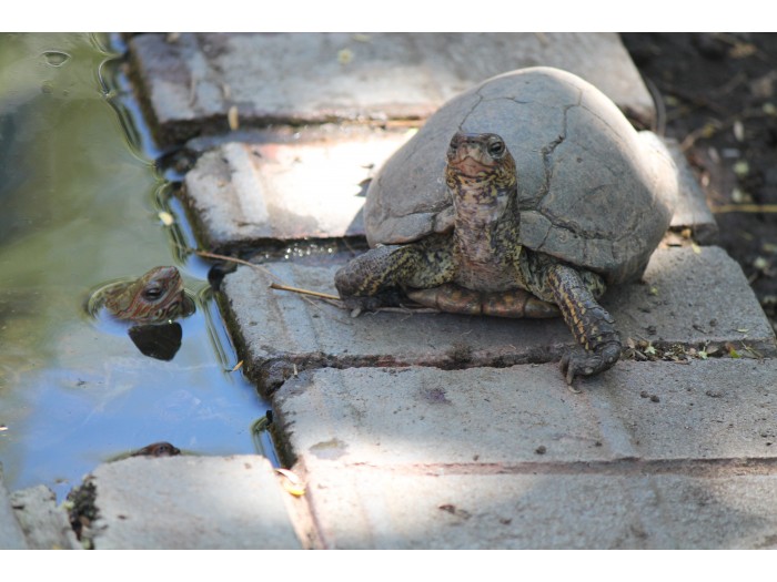 【コスタリカ】海洋動物保護プログラム