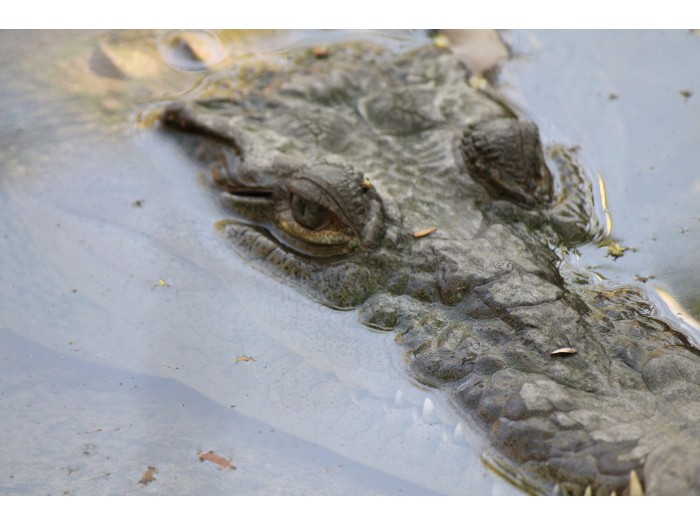 【コスタリカ】海洋動物保護プログラム