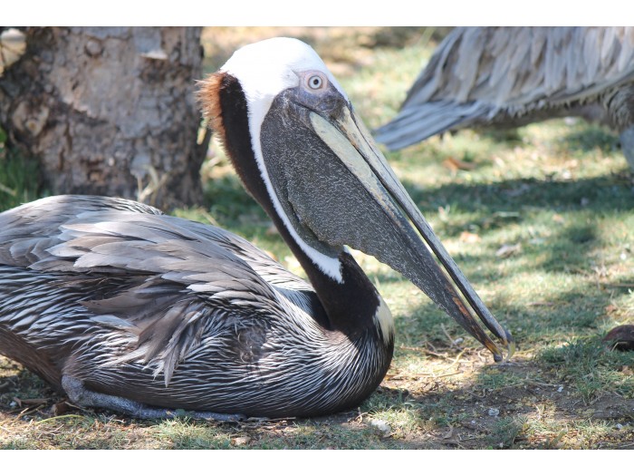 【コスタリカ】海洋動物保護プログラム