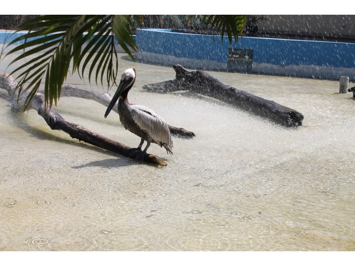 【コスタリカ】海洋動物保護プログラム