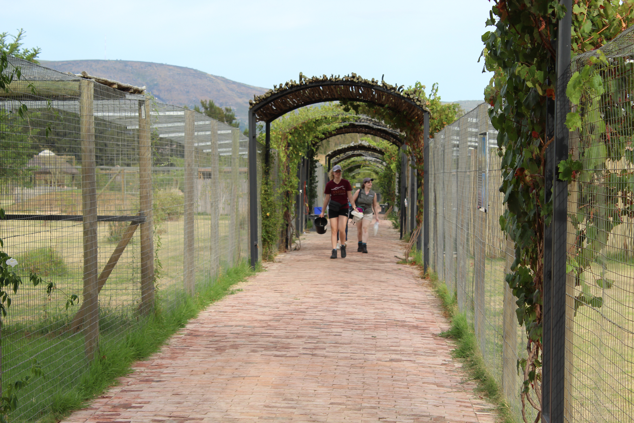 【南アフリカ共和国】チーター保護プログラム