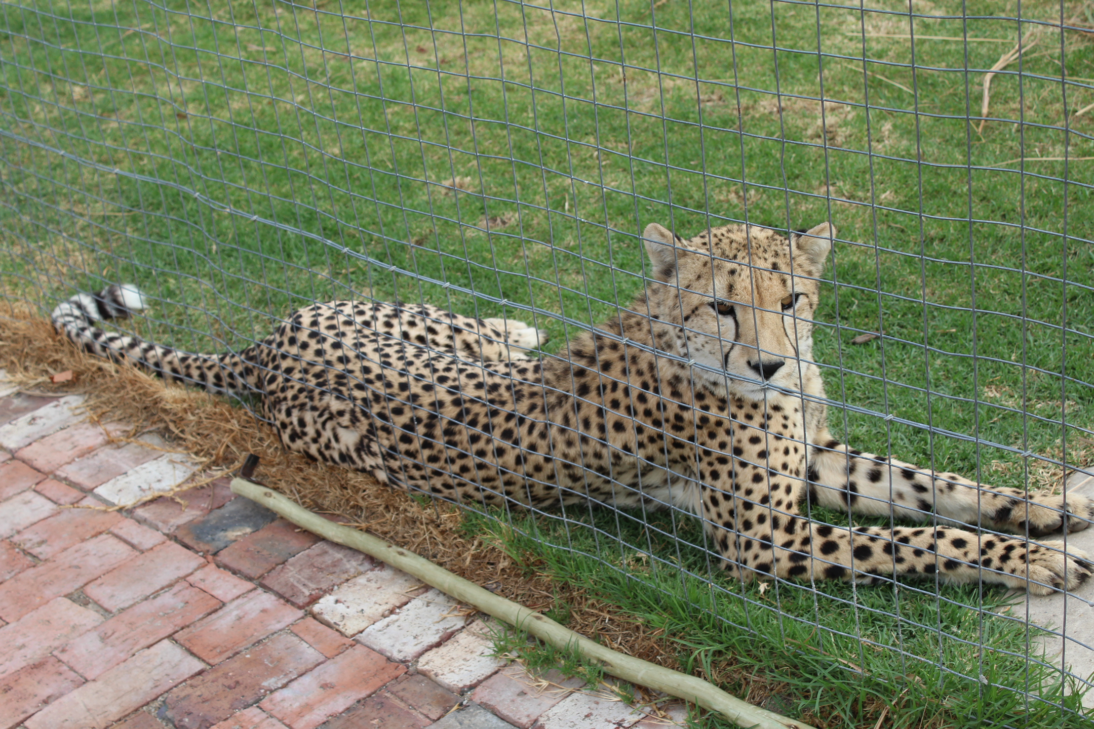 【南アフリカ共和国】チーター保護プログラム