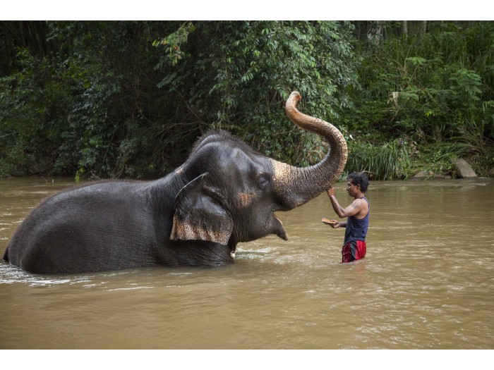 【スリランカ – マワネラ】アジアゾウ保護プログラム