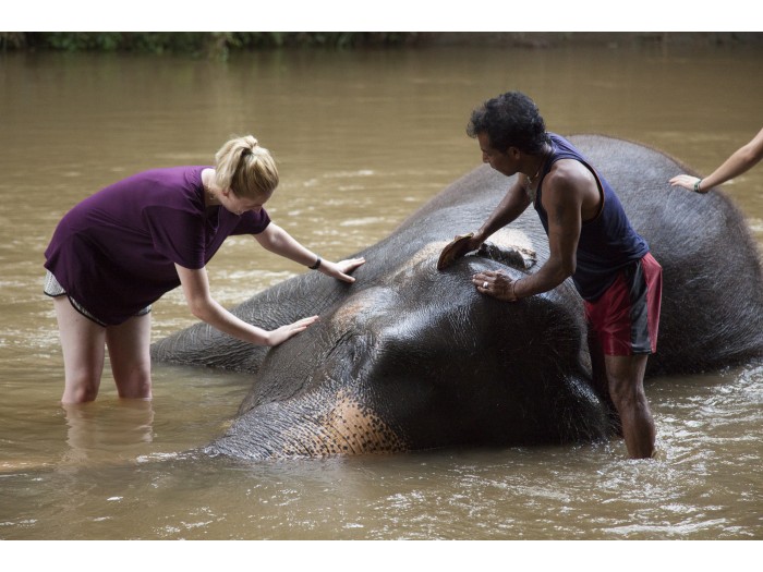 【スリランカ – マワネラ】アジアゾウ保護プログラム