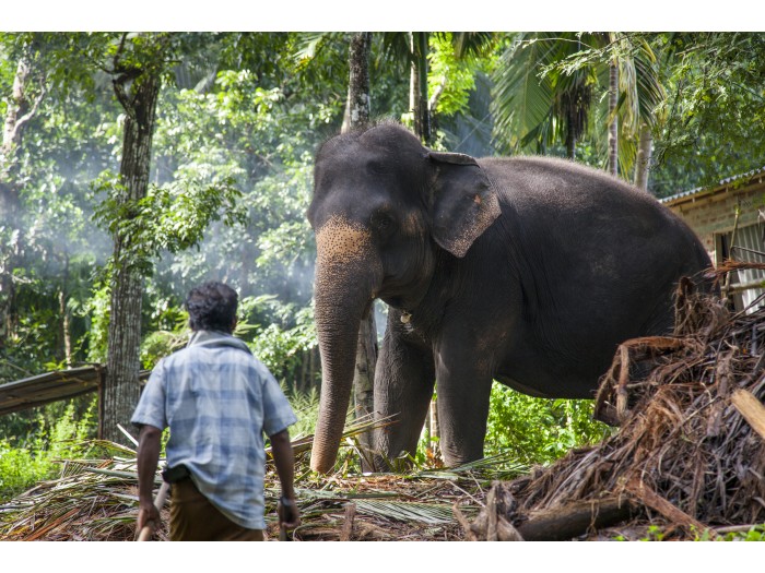 【スリランカ – マワネラ】アジアゾウ保護プログラム