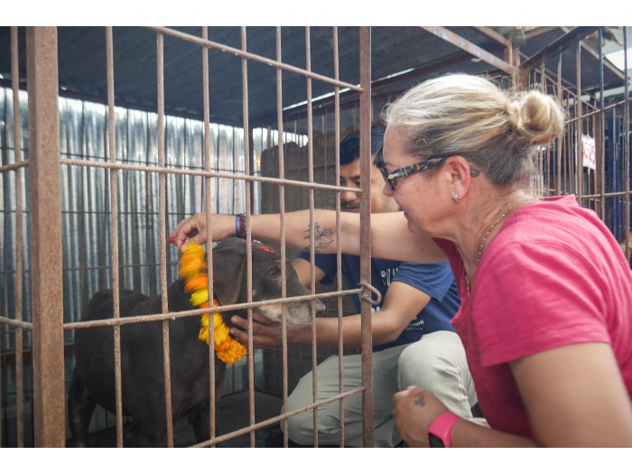 【ネパール – カトマンズ】野犬保護プログラム