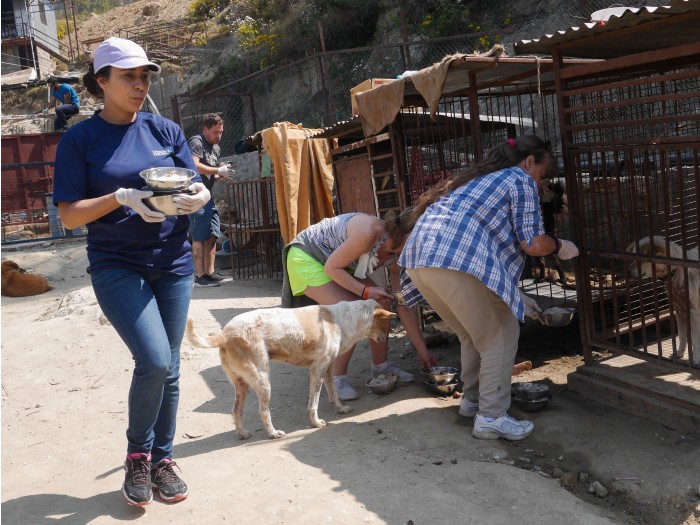 【ネパール – カトマンズ】野犬保護プログラム