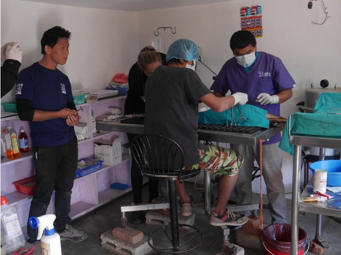 【ネパール – カトマンズ】野犬保護プログラム