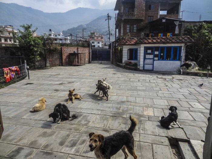 【ネパール – カトマンズ】野犬保護プログラム