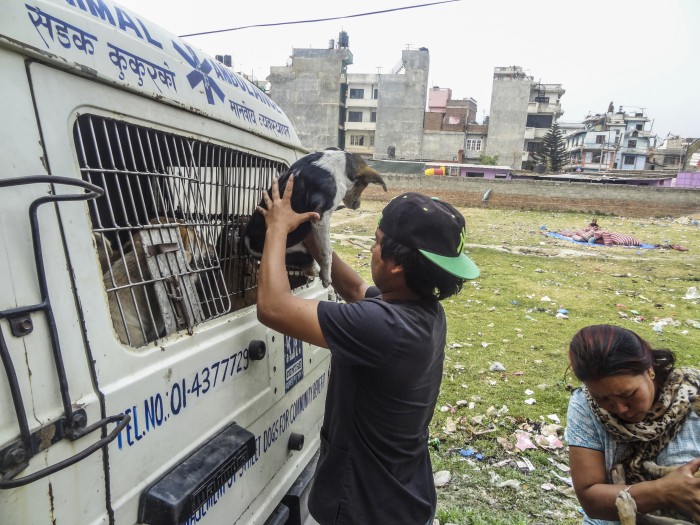 【ネパール – カトマンズ】野犬保護プログラム