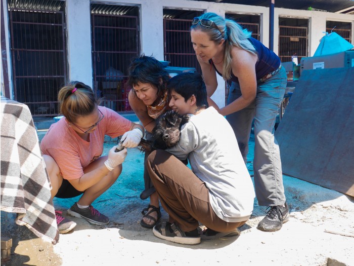 【ネパール – カトマンズ】野犬保護プログラム