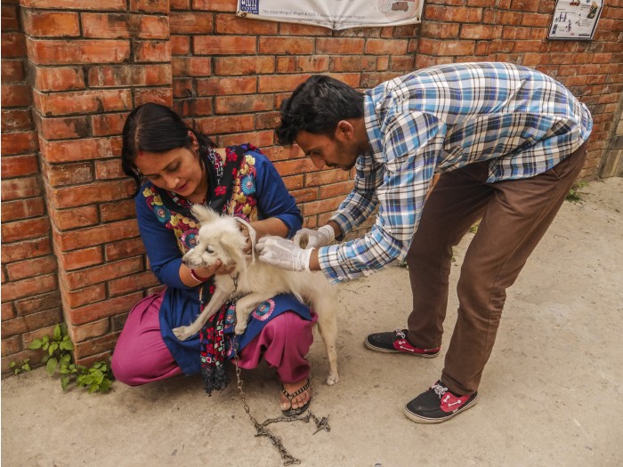 【ネパール – カトマンズ】野犬保護プログラム