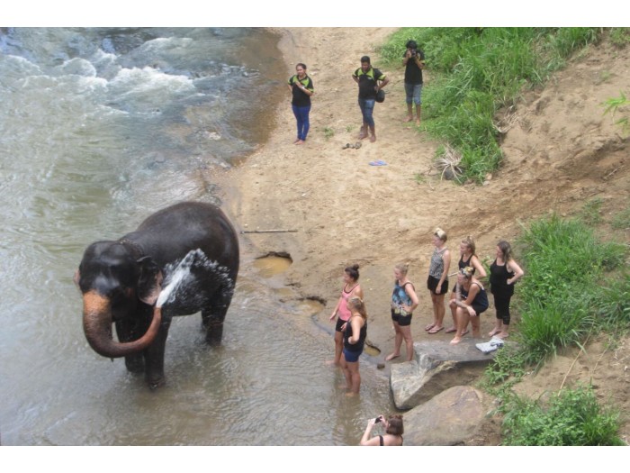 【スリランカ – マワネラ】アジアゾウ保護プログラム