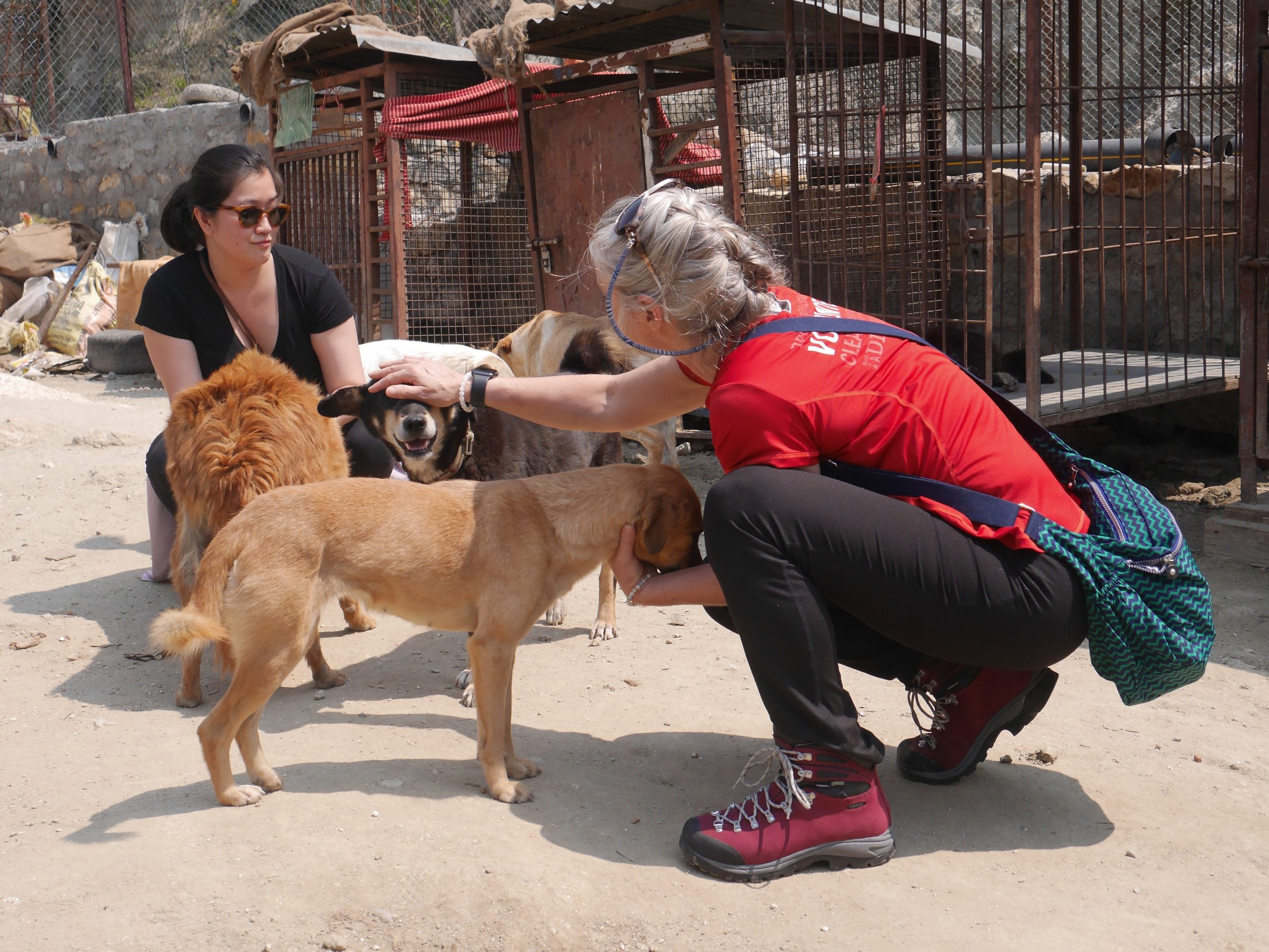【ネパール – カトマンズ】野犬保護プログラムスケジュール画像