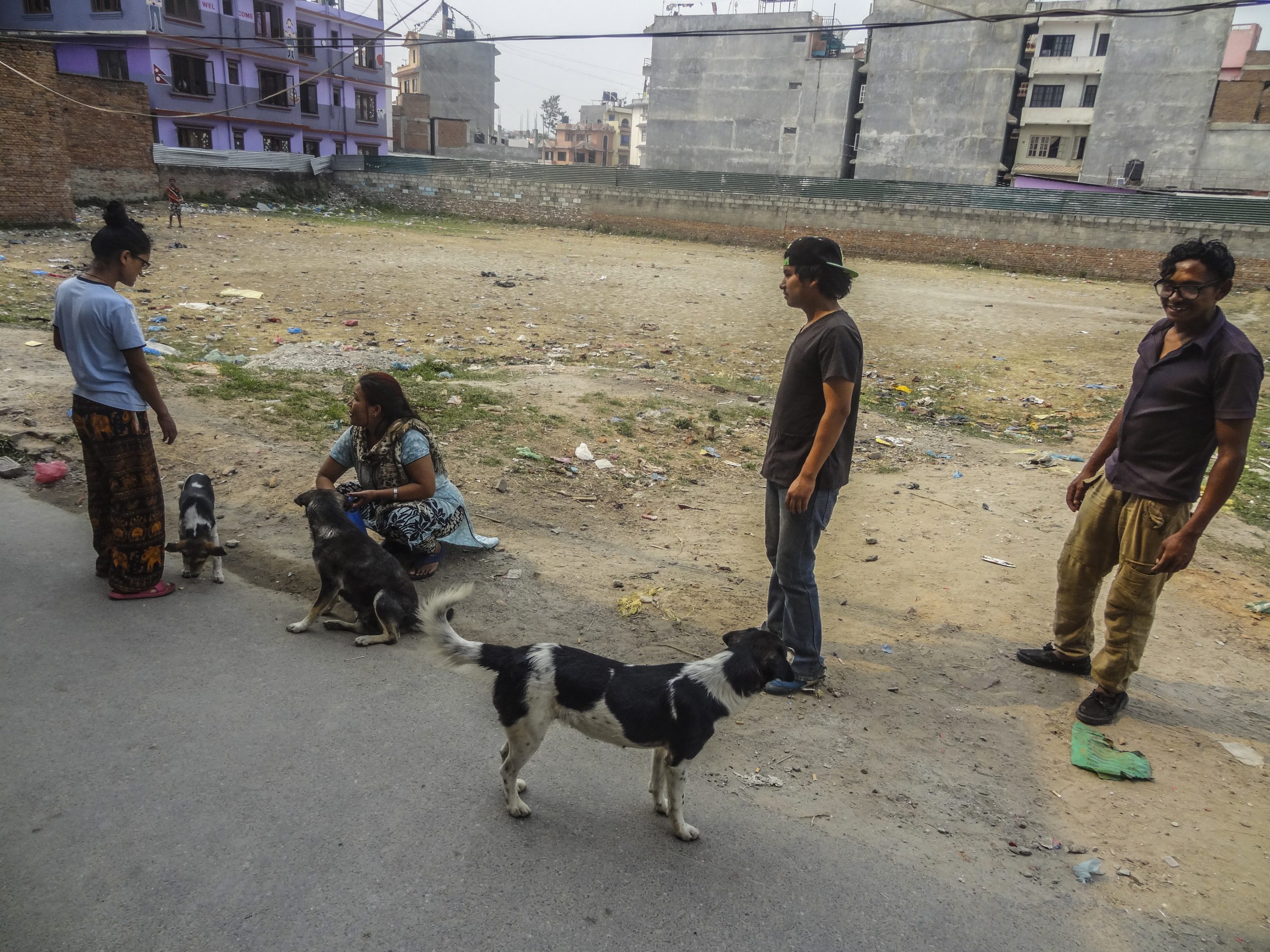 【ネパール – カトマンズ】野犬保護プログラムスケジュール画像