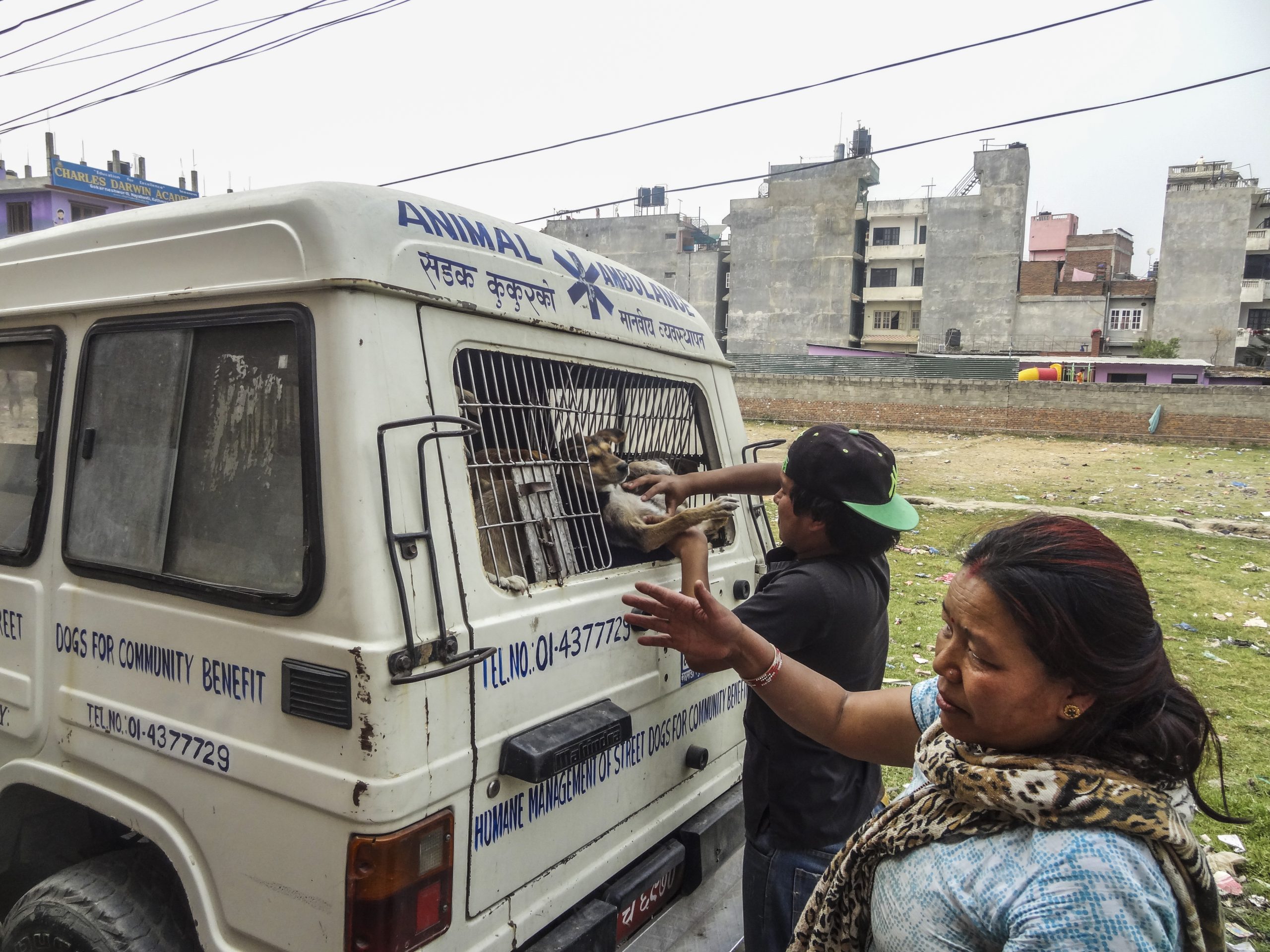 【ネパール – カトマンズ】野犬保護プログラムスケジュール画像