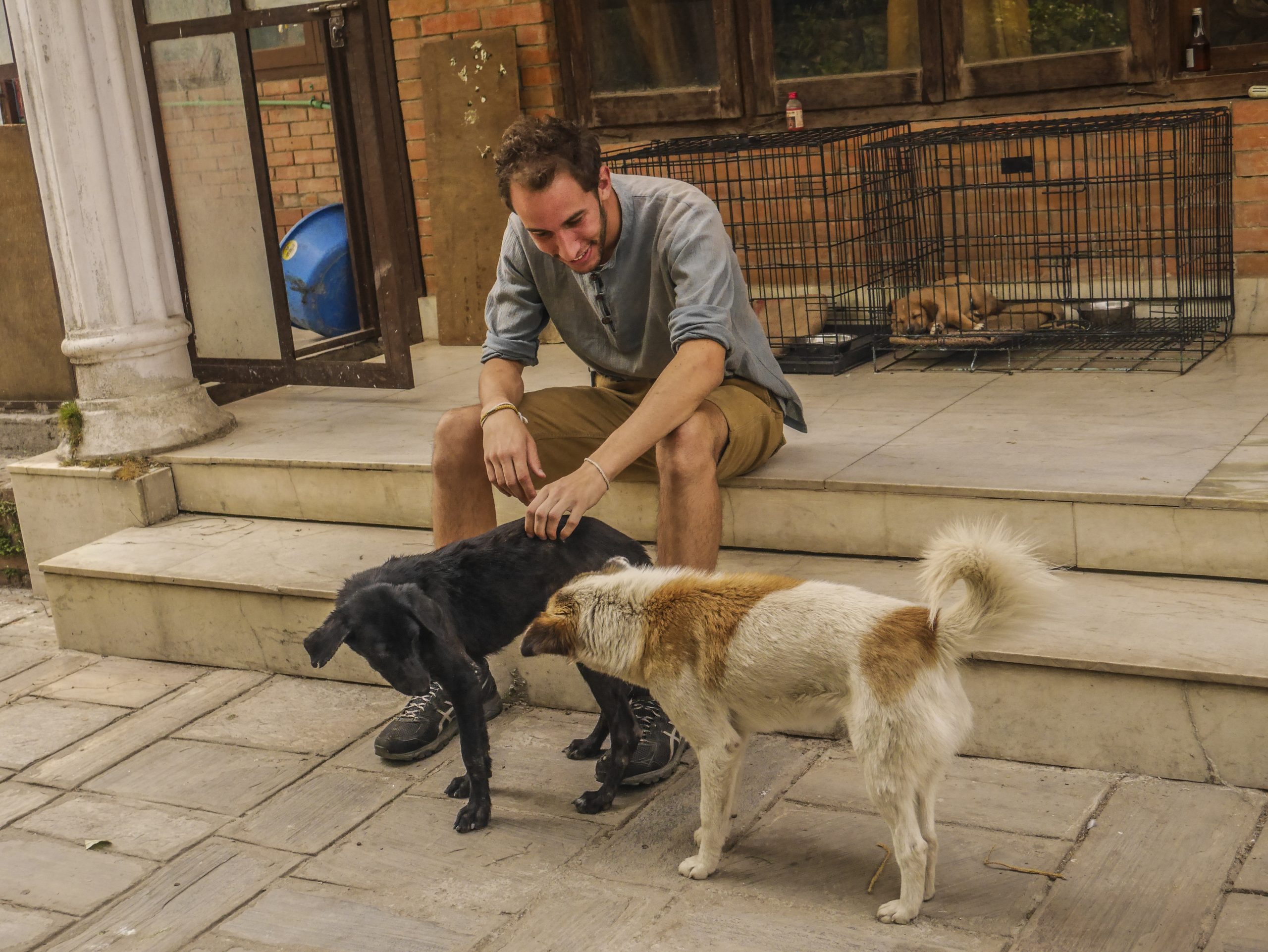 【ネパール – カトマンズ】野犬保護プログラム業務内容画像