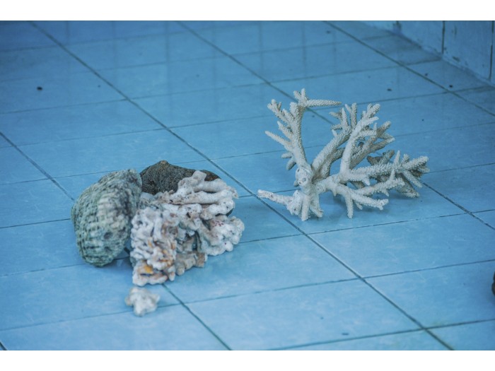 【インドネシア】ウミガメ保護 プログラム