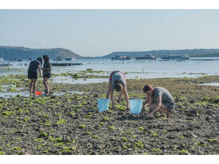 【インドネシア】ウミガメ保護 プログラム