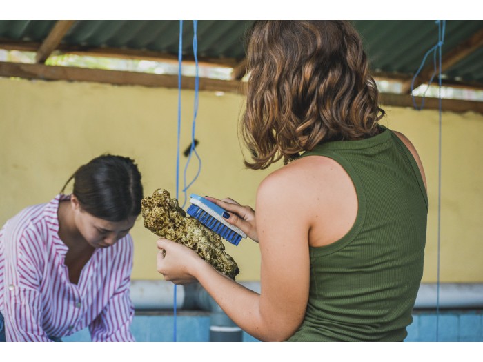 【インドネシア】ウミガメ保護 プログラム