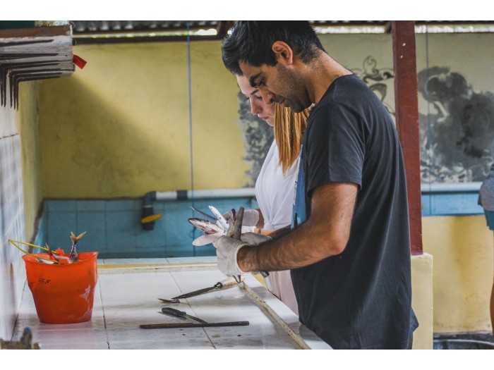 【インドネシア】ウミガメ保護 プログラム