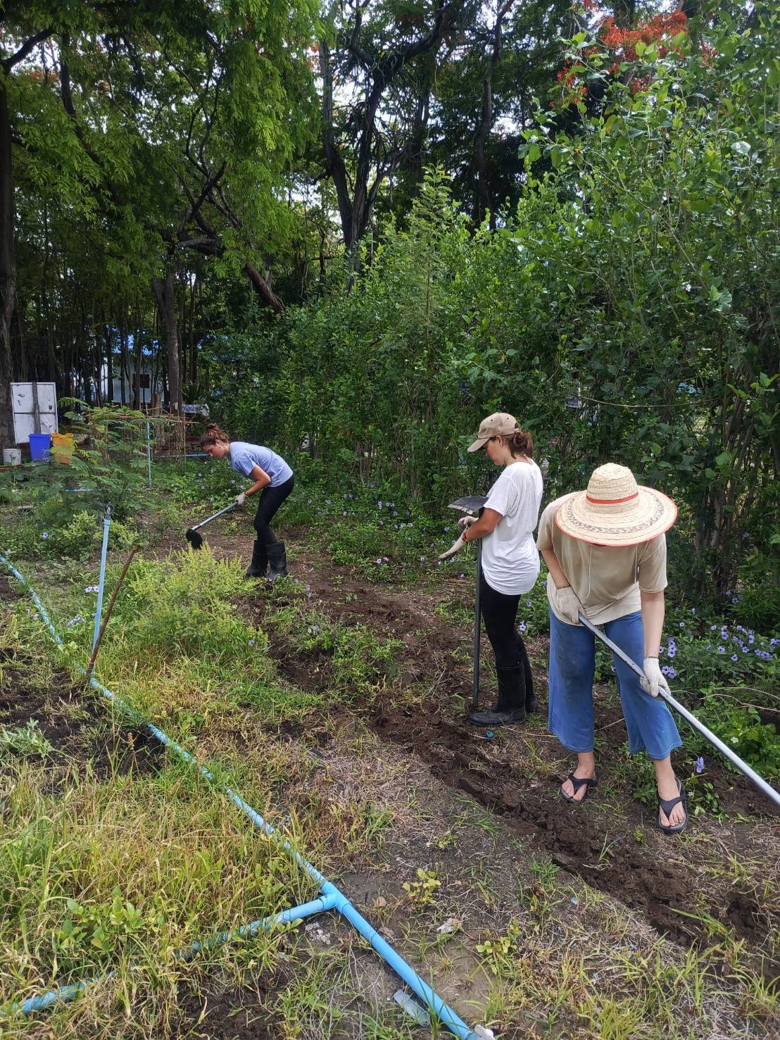 【タイ-ホアヒン】環境保護プログラム業務内容画像