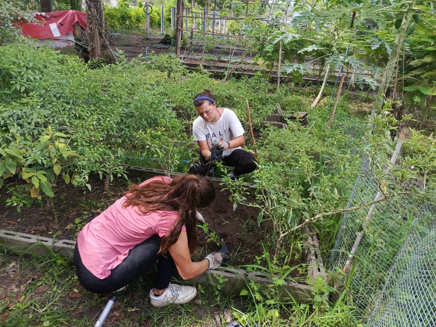 【タイ-ホアヒン】環境保護プログラム業務内容画像