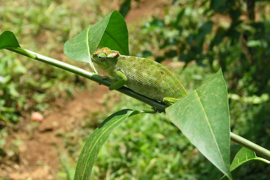 【タンザニア】熱帯雨林と沿岸保護ボランティア